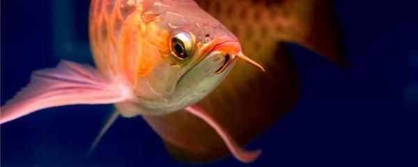 紅龍魚受驚嚇表現什么：紅龍魚受驚后的恢復
