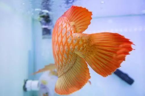 龍魚游的時候身子不平（龍魚游的時候身子不平可能由多種原因引起）
