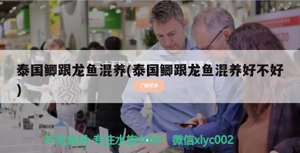 龍魚配泰國鯽魚怎么樣：龍魚與泰國鯽魚混養(yǎng)的水溫要求