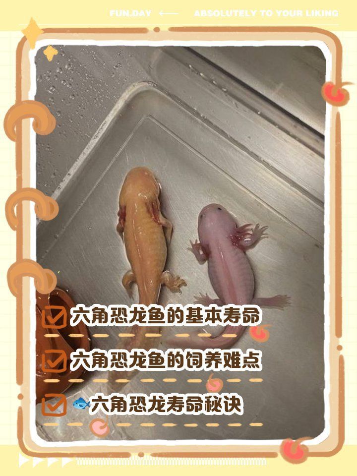 六角恐龍魚死亡前兆