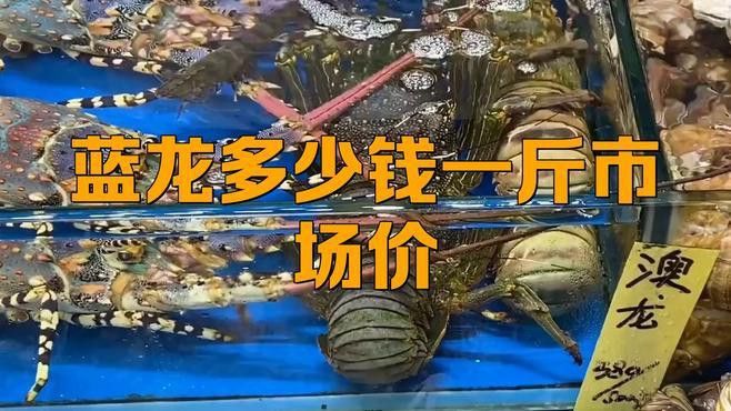 藍龍魚大概多少錢一只