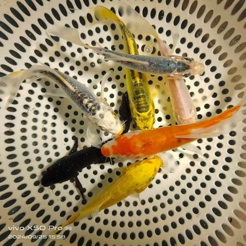 藍龍魚大概多少錢一只