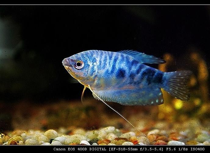 藍龍魚大概多少錢一只