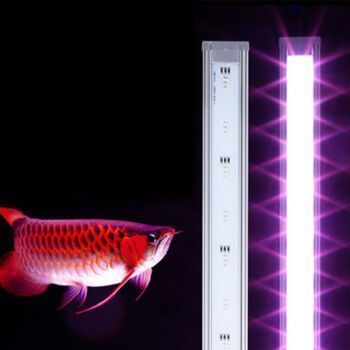 小紅龍魚適宜的光照周期：如何模擬自然光照養龍魚，小紅龍魚光照與發色關系研究