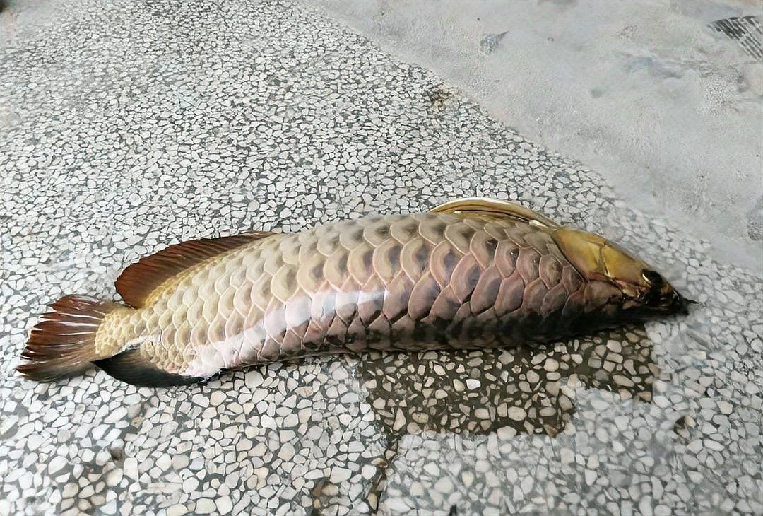 低水位養龍魚有哪些成功案例