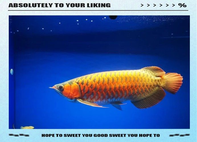 和紅龍魚混養的有哪些魚類圖片欣賞