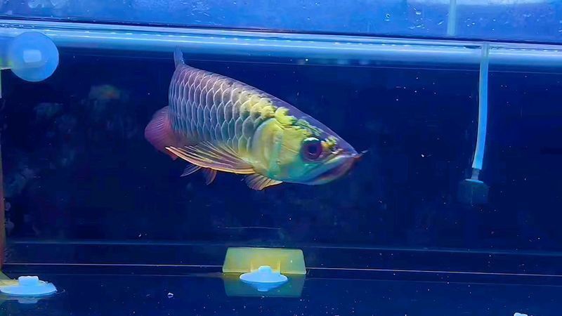 藍(lán)底過(guò)背金龍魚(yú)最簡(jiǎn)單做法