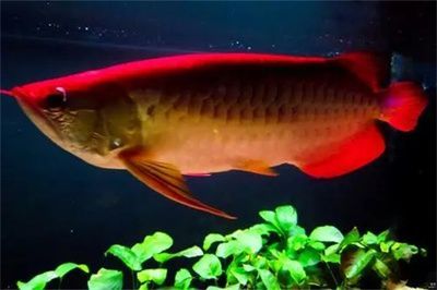 銀龍魚苗與金魚苗的食性差異：銀龍魚和金魚的食性差異