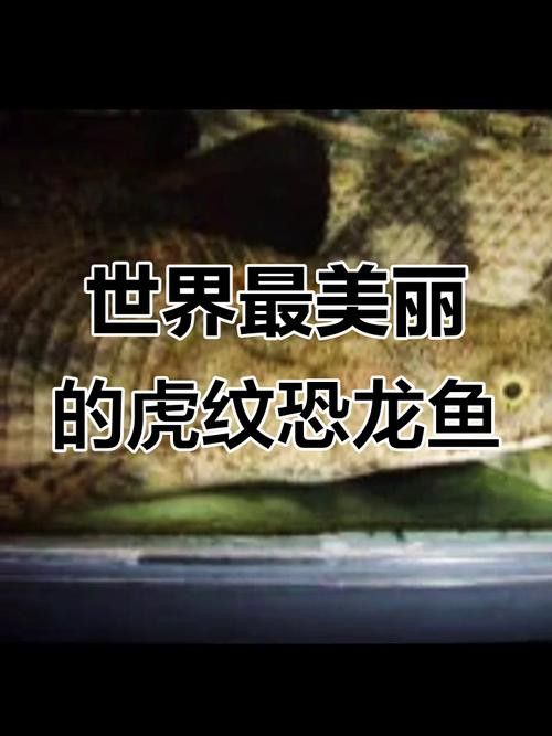 虎紋恐龍魚價格圖片