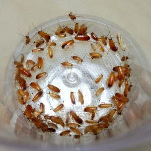 紅龍魚(yú)喂大麥蟲(chóng)好嗎怎么喂：大麥蟲(chóng)對(duì)龍魚(yú)有一定的營(yíng)養(yǎng)價(jià)值