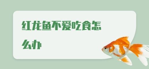 紅龍魚不愛游動是怎么回事：紅龍魚不愛游動可能由以下幾個原因引起：紅龍魚不愛游動