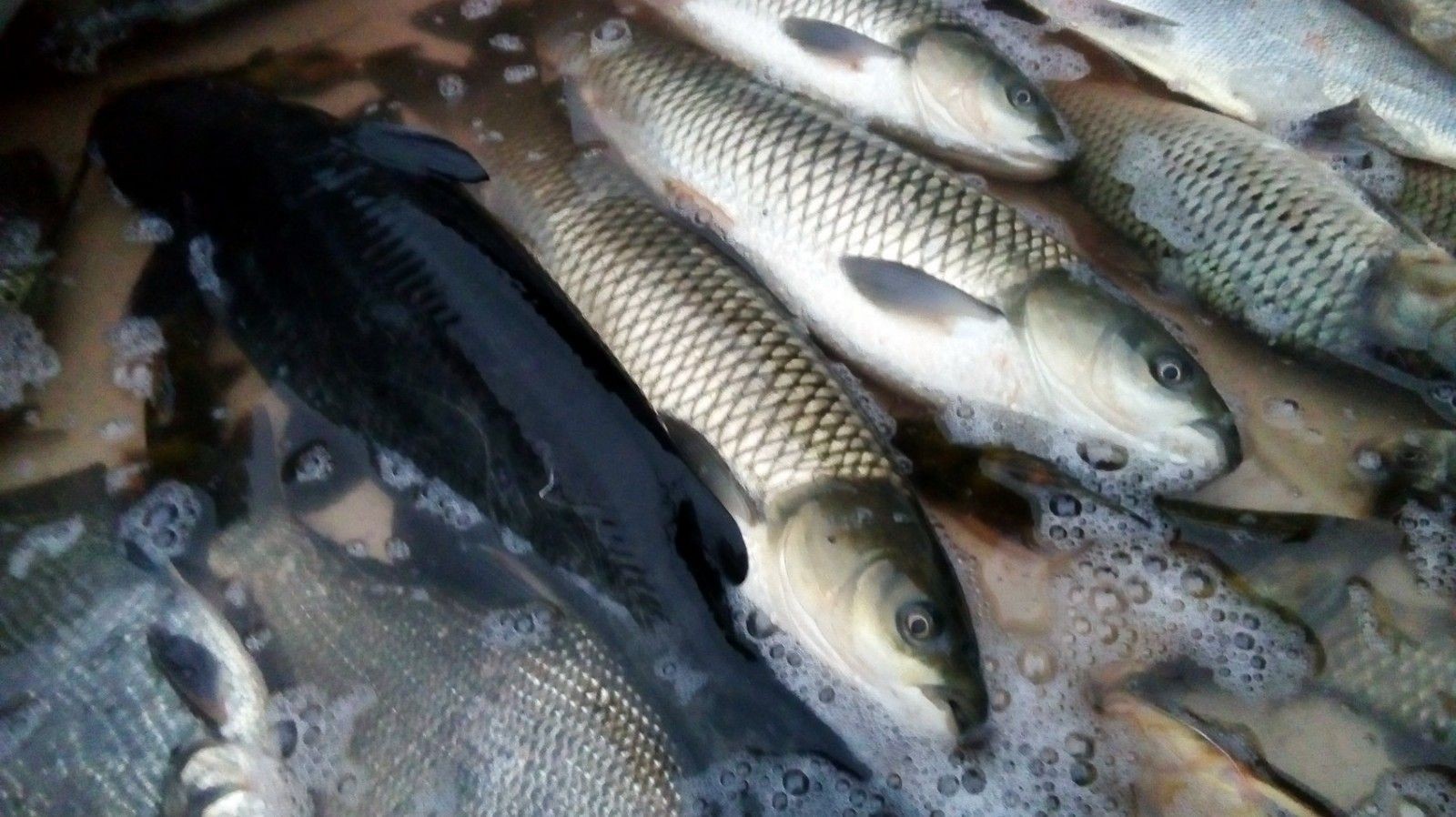 飼料魚可以和龍魚一起養(yǎng)嗎：飼料魚可以和龍魚一起養(yǎng)嗎，