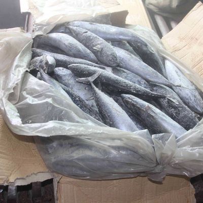 飼料魚可以和龍魚一起養(yǎng)嗎：飼料魚可以和龍魚一起養(yǎng)嗎，