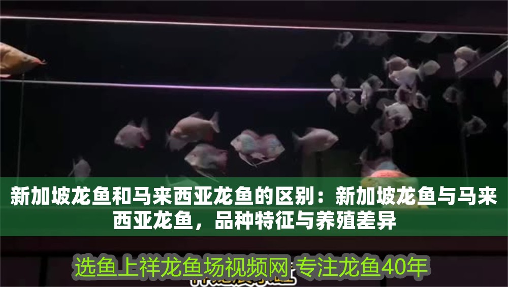 新加坡龍魚和馬來西亞龍魚的區別：新加坡龍魚與馬來西亞龍魚，品種特征與養殖差異