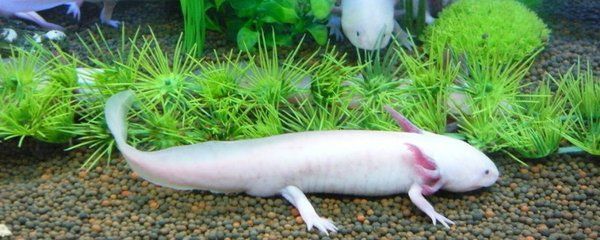 六角龍魚貴不貴：六角龍魚價格取決于其大小、品種、健康狀況以及是否為野生或人工養殖