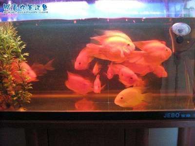 龍魚和羅漢魚哪個好養(yǎng)：羅漢魚與龍魚價格比較，如何挑選健康的龍魚與龍魚