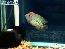 龍魚和羅漢魚哪個好養(yǎng)：羅漢魚與龍魚價格比較，如何挑選健康的龍魚與龍魚