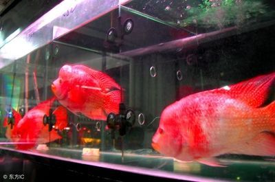 龍魚和羅漢魚哪個好養(yǎng)：羅漢魚與龍魚價格比較，如何挑選健康的龍魚與龍魚