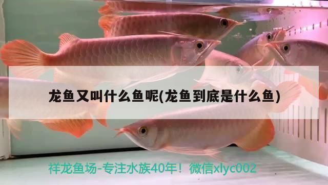 龍魚又叫什么名字：龍魚的別稱及其詳細(xì)信息，龍魚的飼養(yǎng)技巧有哪些
