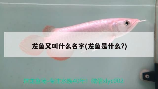 龍魚又叫什么名字：龍魚的別稱及其詳細(xì)信息，龍魚的飼養(yǎng)技巧有哪些