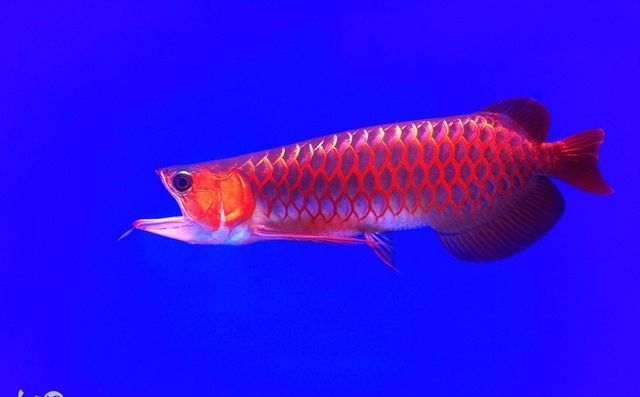 上百萬的金龍魚是什么（上百萬的金龍魚在市場上具有觀賞價值，價格波動原因）