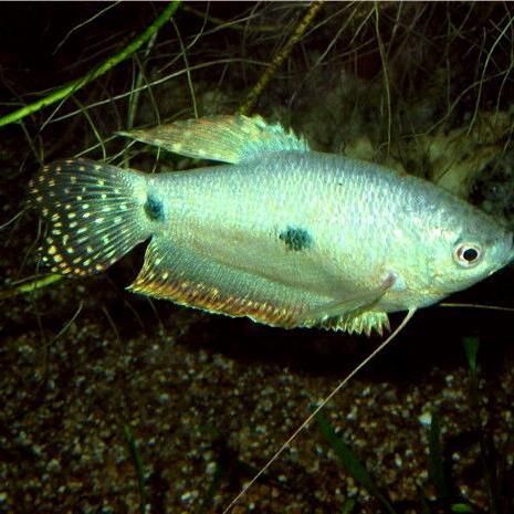 藍帆三間魚是雜魚嗎