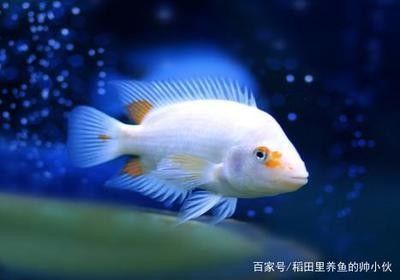 龍魚容易生什么病毒：搜索結(jié)果中沒有直接提到龍魚可能生什么病毒性疾病