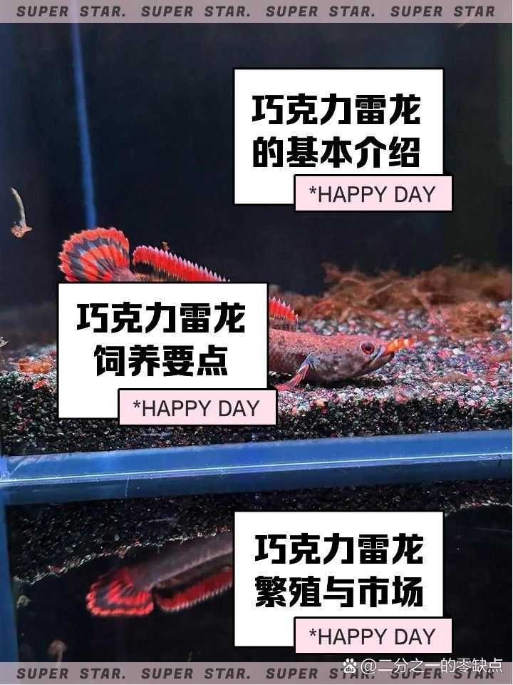 什么雷龍魚不趴缸