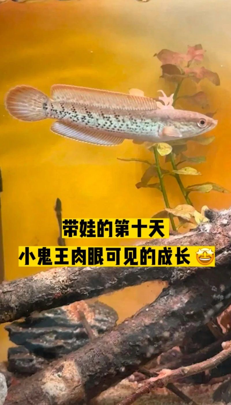 什么雷龍魚不趴缸