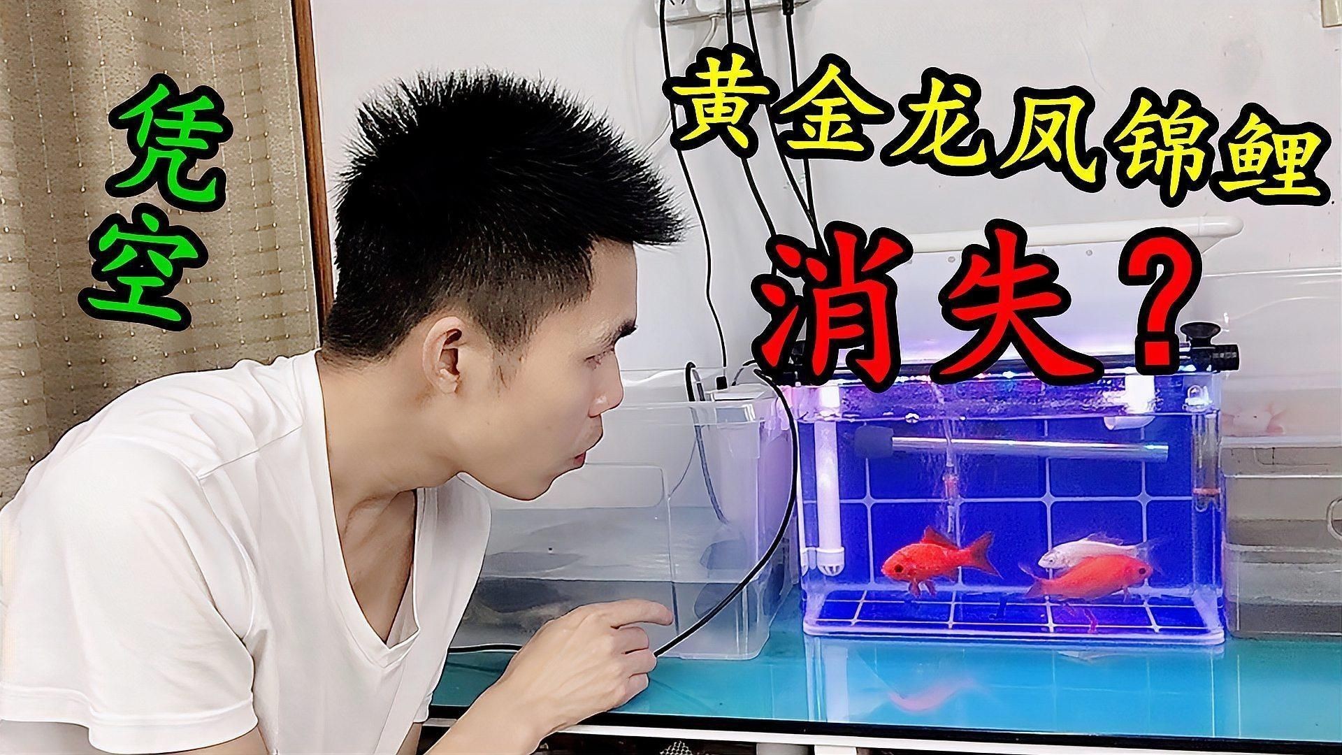 龍鳳魚有哪些知名品系？