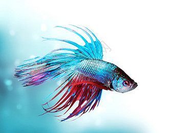龍魚換背景的反應（龍魚在更換背景后可能會表現出一系列的反應）