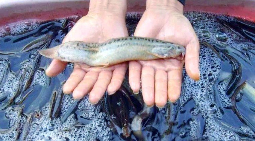 龍鰍魚簡介