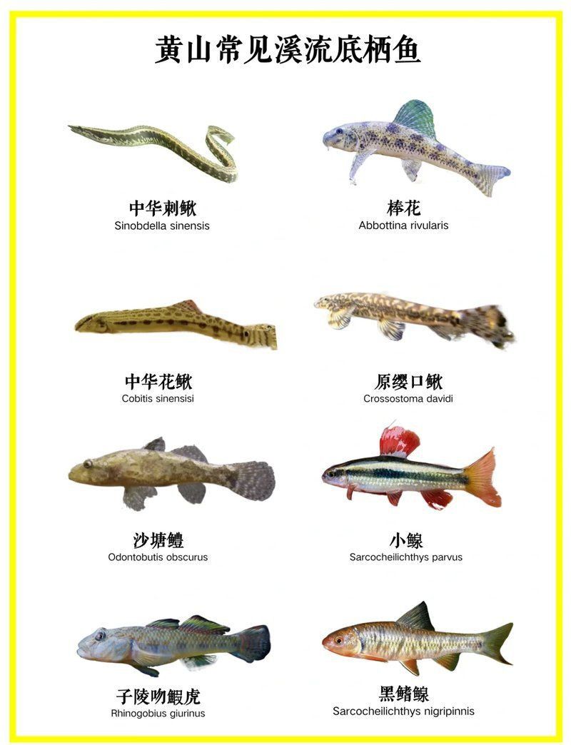 龍鰍魚簡介
