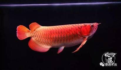 大湖龍魚成魚多少錢一條啊：大湖龍魚成魚多少錢一條