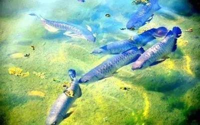 龍魚(yú)一直游在水面正常嗎？
