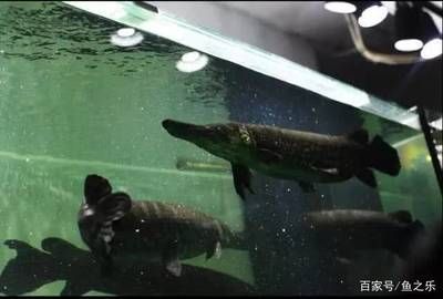 雀鱔可以跟龍魚混養嗎（雀鱔和龍魚不建議混養，以下是詳細的解釋）