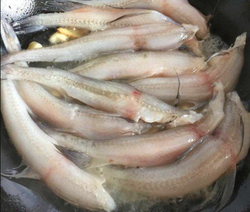 龍王魚為何被稱為龍王