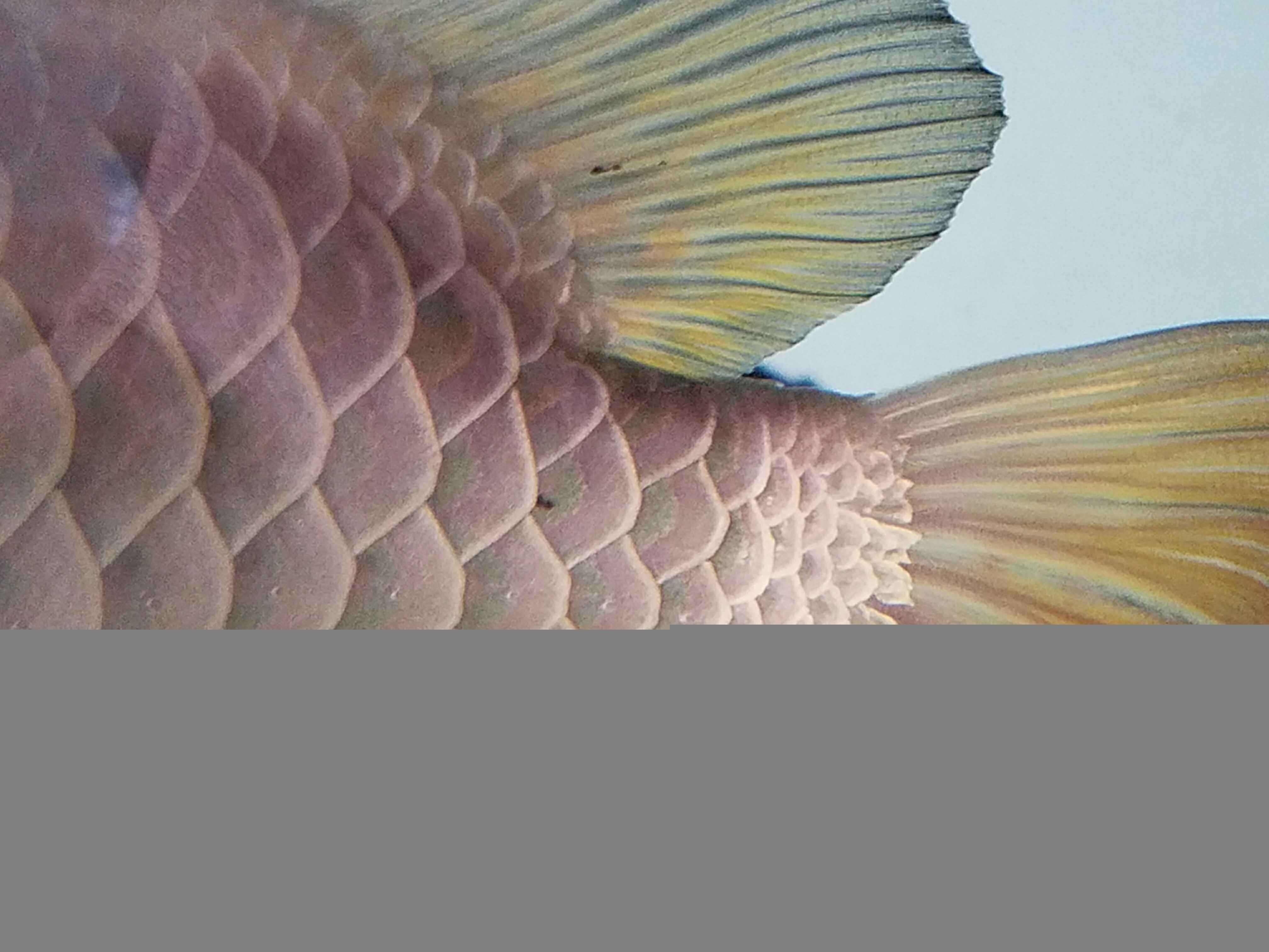 龍魚(yú)鱗片小黑點(diǎn)（龍魚(yú)鱗片出現(xiàn)小黑點(diǎn)可能由多種原因引起）