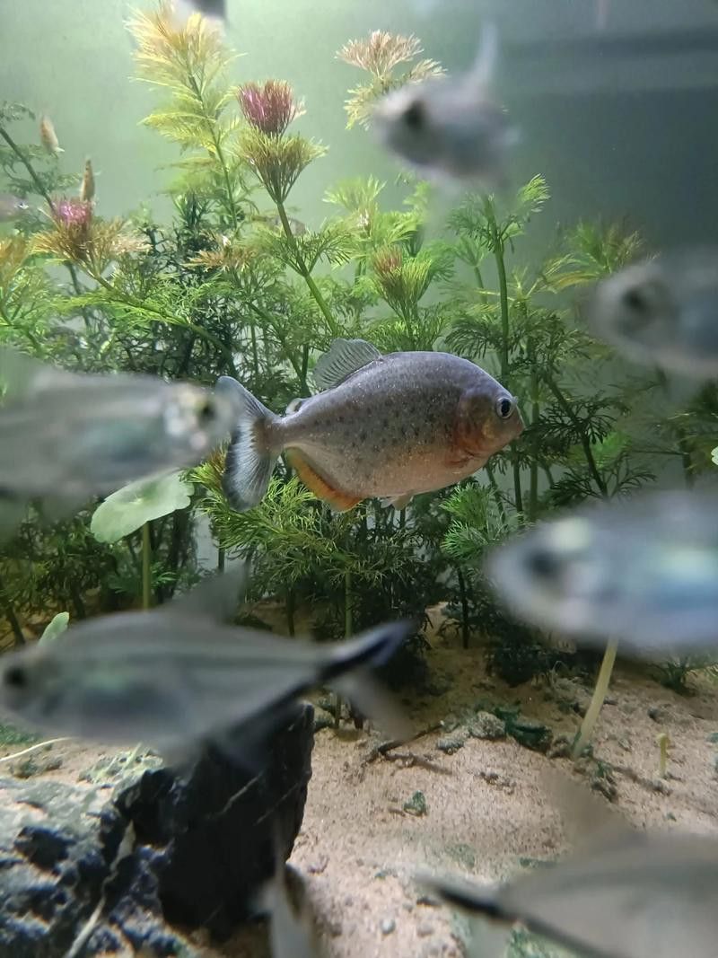 哪種虎魚品種最適合新手？