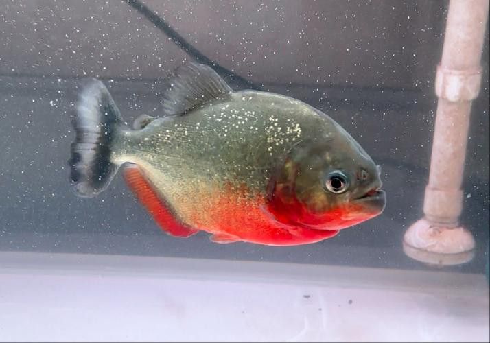 哪種虎魚品種最適合新手？