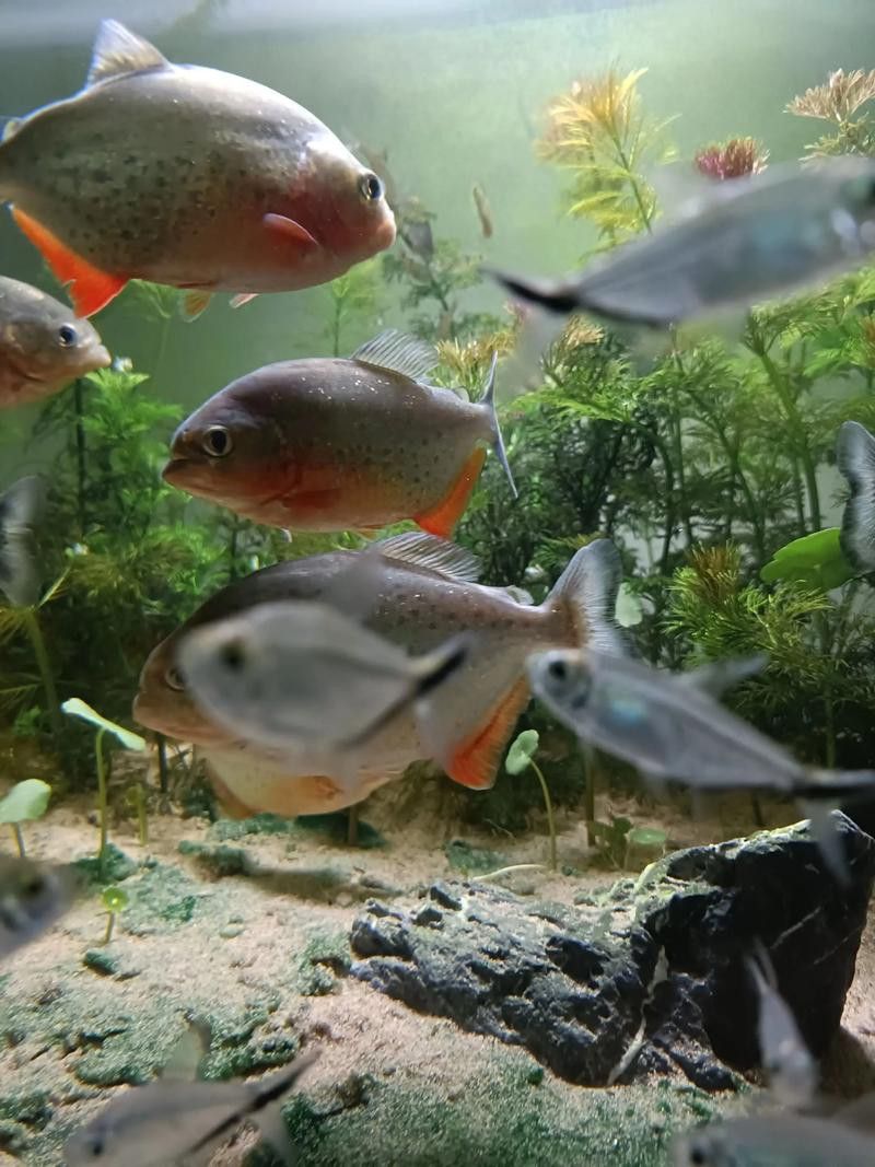 哪種虎魚品種最適合新手？