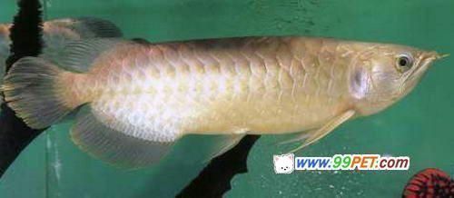 龍魚(yú)漁場(chǎng)在印尼哪個(gè)位置啊：印尼龍魚(yú)養(yǎng)殖場(chǎng)