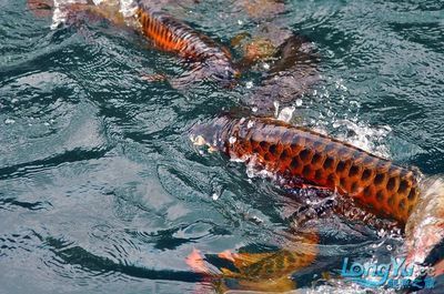 龍魚(yú)漁場(chǎng)在印尼哪個(gè)位置啊：印尼龍魚(yú)養(yǎng)殖場(chǎng)