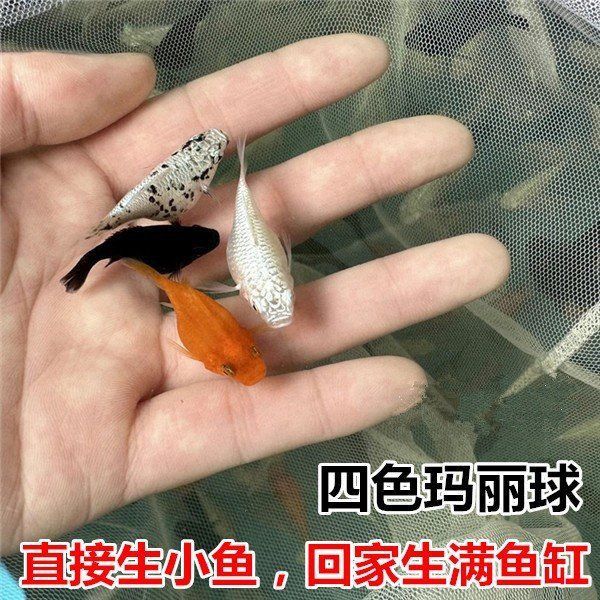 錦鯉好還是奶牛好