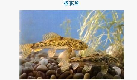 龍魚虎魚配魚能繁殖嗎：龍魚虎魚配魚能繁殖嗎龍魚虎魚配魚能否繁殖取決于多種因素