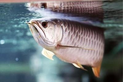 龍魚(yú)疾病預(yù)防措施有哪些方面的問(wèn)題和建議：關(guān)于龍魚(yú)疾病預(yù)防措施的問(wèn)題和建議