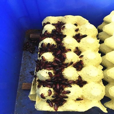 紅龍魚幾天喂一次杜比亞蟑螂好嗎（紅龍魚喂杜比亞蟑螂有什么好處？）