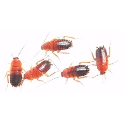 紅龍魚幾天喂一次杜比亞蟑螂好嗎（紅龍魚喂杜比亞蟑螂有什么好處？）