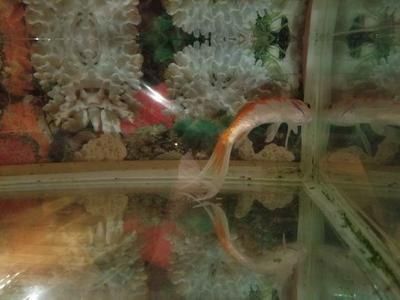 喂金龍魚的草金魚怎么消毒好喂金龍魚的草金魚消毒方法：喂金龍魚的草金怎么消毒好喂金龍魚的草金魚消毒方法