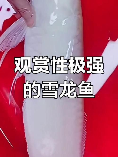 雪龍魚為什么價(jià)格如此昂貴? 龍魚百科 第6張 雪龍魚為什么價(jià)格如此昂貴? 雪龍魚為什么價(jià)格如此昂貴? 龍魚百科 第6張